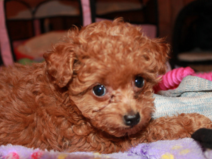 Gorgeous Toy Poodle Puppy 