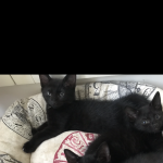 Black Kittens For Sale 