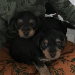 Dachshund x Yorkshire terrier puppies for sale