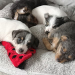 Rare Coloured Purebreed Chorkie Puppies for sale 