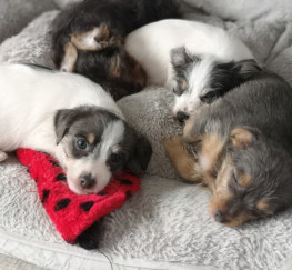 Pets  - Rare Coloured Purebreed Chorkie Puppies for sale 