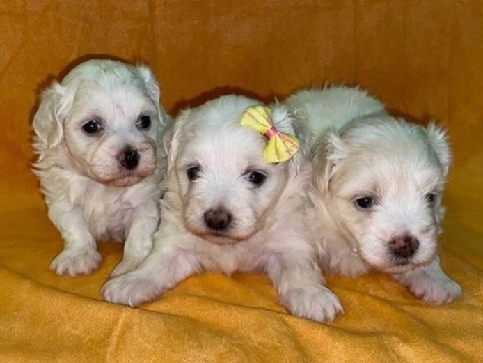 Adorable Shihtzu puppies for rehoming