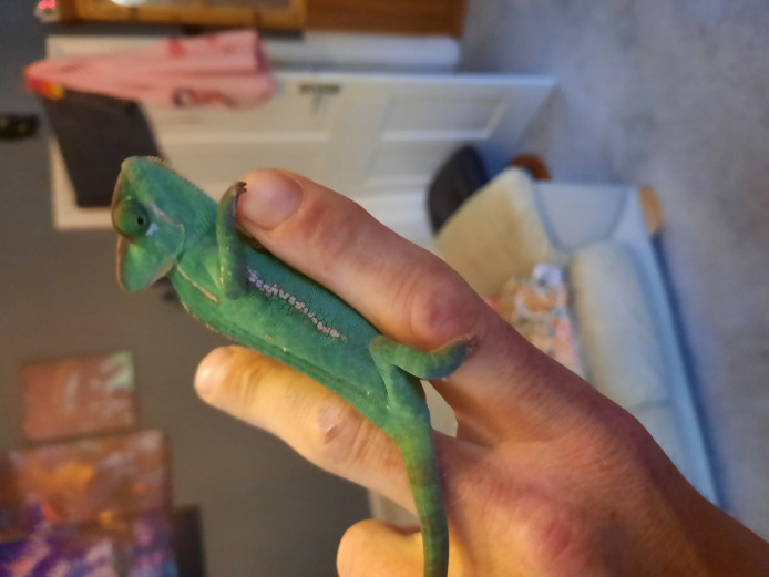 Baby chameleons for sale 