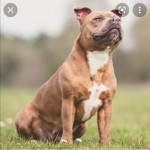 Looking for staffy cheap 