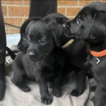 Flat Coat Retriever Puppies X KC Registered Lab £1,000