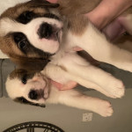 KC Reg Saint Bernard puppies 