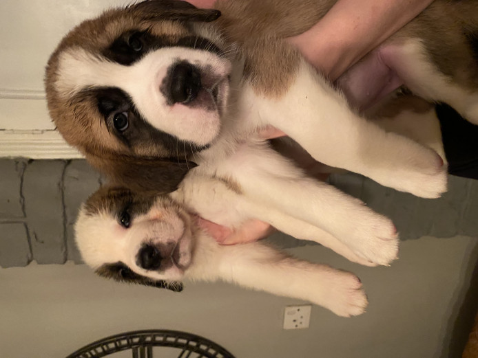 KC Reg Saint Bernard puppies 