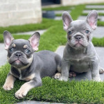 French bulldog puppies is looking for a good home