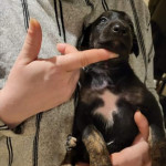 Lurcher puppies for sale 