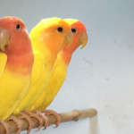 BEAUTIFUL YELLOW LOVEBIRDS FOR SALE