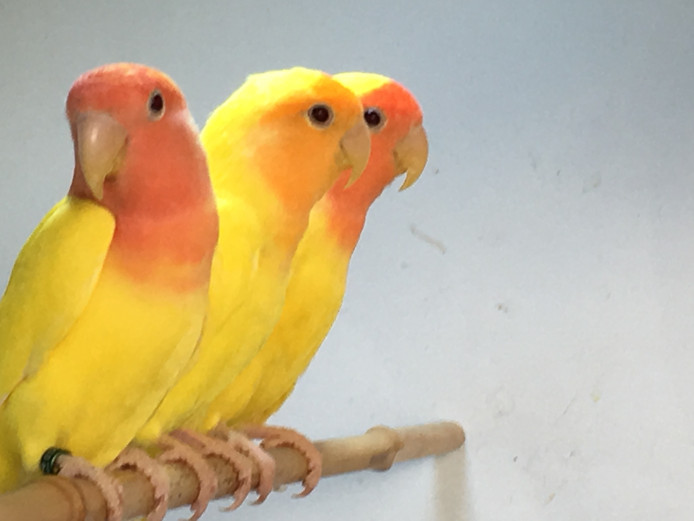BEAUTIFUL YELLOW LOVEBIRDS FOR SALE
