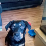 6month old rottweiler male for sale