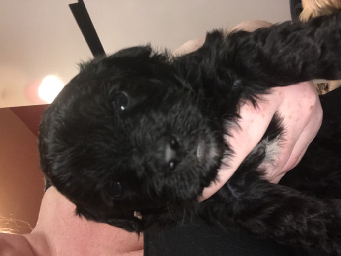 Shihpoos puppies for sale 