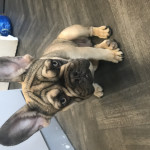 5 month old male french bulldog kc reg 