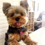purebreed yorkie pups for sale at giveaway price... cutes lovely yorkie puppy  And theyre very activ…