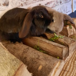 Beautiful pure bred French lop baby rabbits - ready to leave  