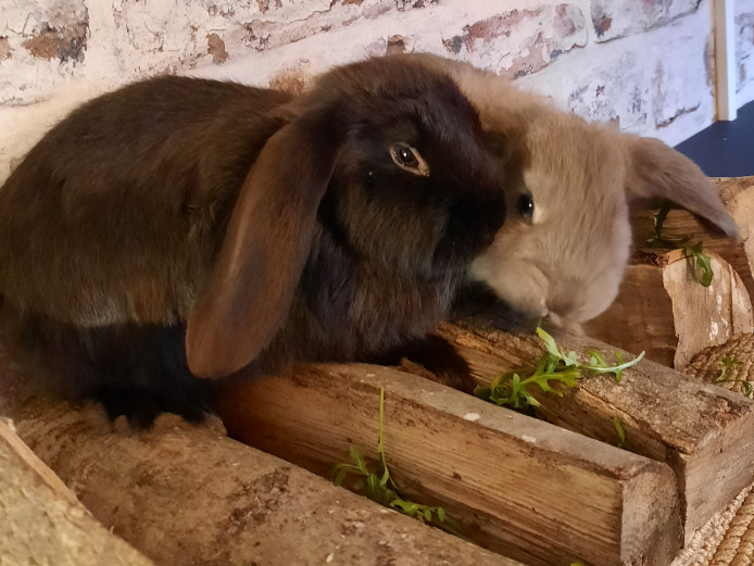 Beautiful pure bred French lop baby rabbits - ready to leave  