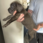 Cane Corso pups for sale 