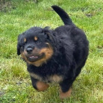 Trained Rottweiler Puppies Ready