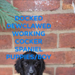 KC REGISTERED WORKING COCKER SPANIEL PUPPIES, HEALTH TESTED CLEAR 