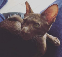 Havana Brown Kitten, Female