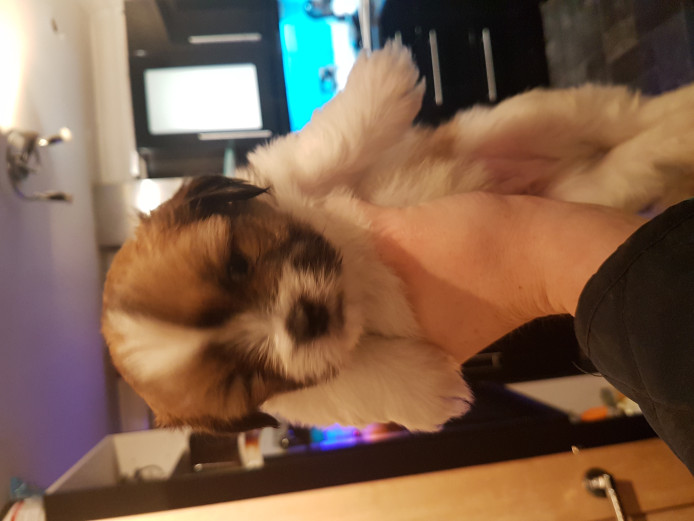 remaining 5 lhasa apso boy puppies *no offers*