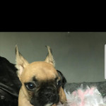French Bulldog Puppies available now 