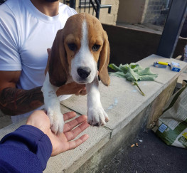 Pets  - Beagles for sale