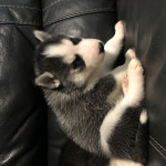 5 week old Siberian Husky Puppy 
