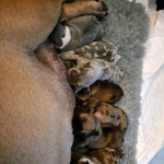 Born on the 2nd May stunning mixed litter 7 boys 