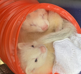 2 ferrets in need of home