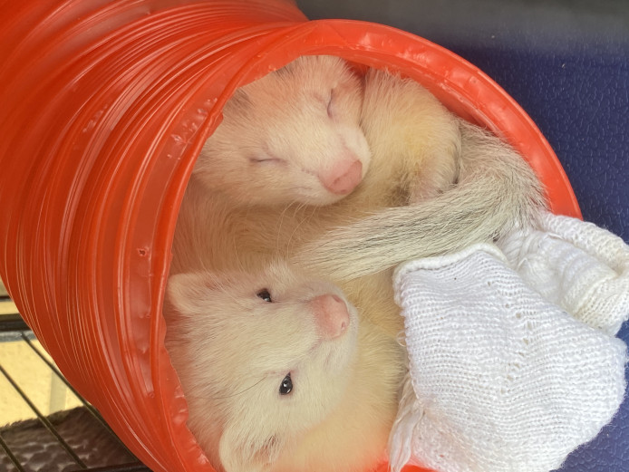 2 ferrets in need of home