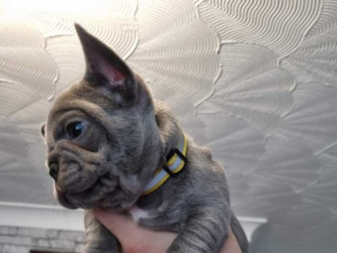 Beautiful French Bulldog Puppies Ready To Leave their home