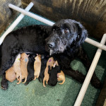 Adorable F1B Miniature Labradoodle Puppies from 5* licensed breeder