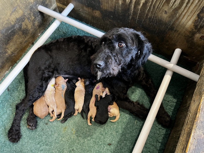 Adorable F1B Miniature Labradoodle Puppies from 5* licensed breeder