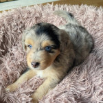 Aussiedoodle puppies- VERY RARE IN THE UK