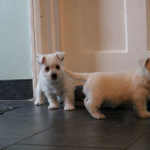 Handsome Young And Experienced Westies For Sale