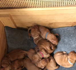 Wire Haired Vizsla Puppies for sale