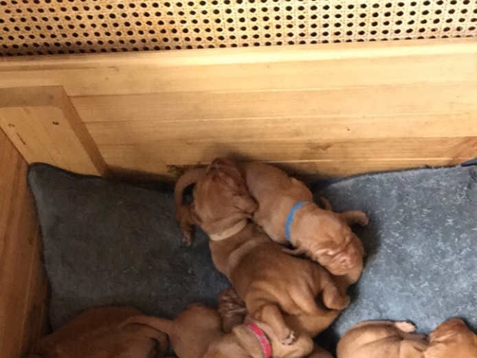 Wire Haired Vizsla Puppies for sale