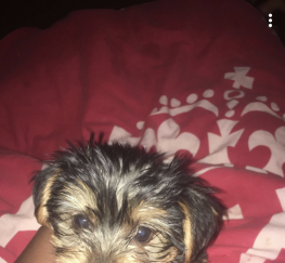 Pets  - Yorkshire Terriers Puppies