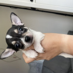 Beautiful tri-coloured Chihuahua boy!