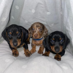 Stunning smooth Miniature Dachshunds puppies