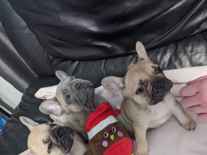 Stunning french bulldog puppies for sale 