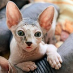Sphynx kitten for sale 