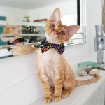 Super-affectionate Devon Rex Kitten for sale 