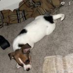 Jack Russell puppy for sale 