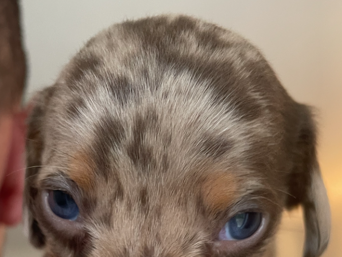 Gorgeous mini dachshund puppies