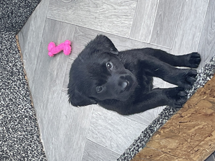 Beautiful black Labrador puppies