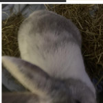 Bubbles looking for a home!(rabbit for sale)