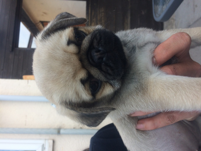 2 Female Pug Puppies For Sale